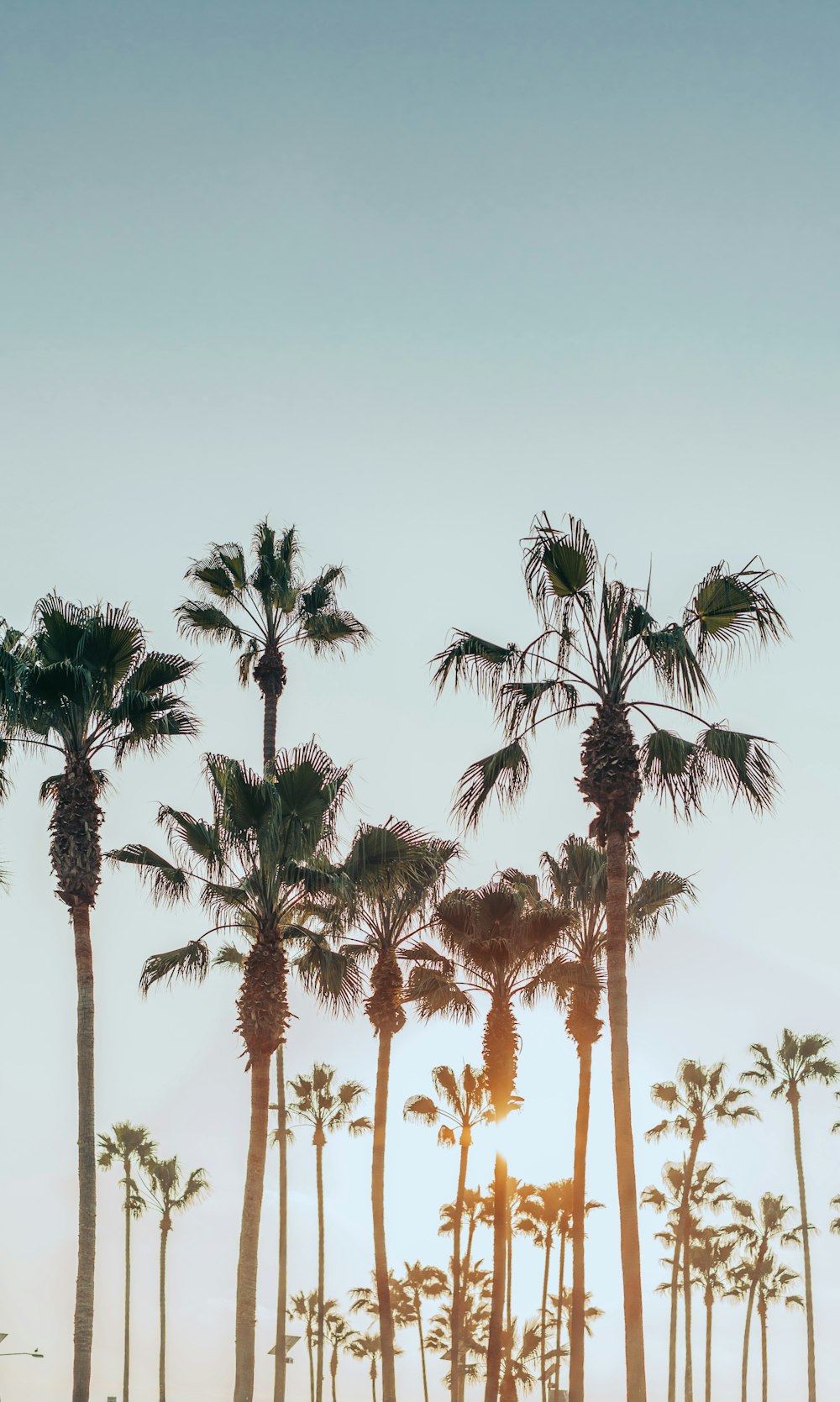 a group of palm trees with the sun in the background