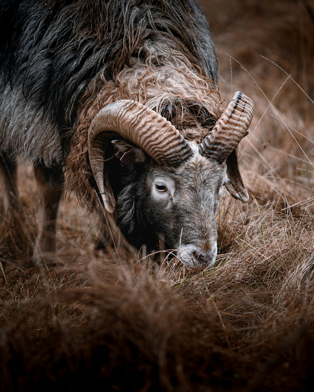 a cow standing on top of a dry grass field