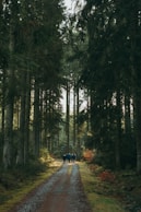 a group of people walking down a dirt road in the woods