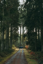 a group of people walking down a dirt road in the woods