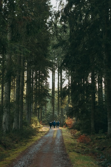 A small group of people quietly walking among lush green trees during a forest therapy session.