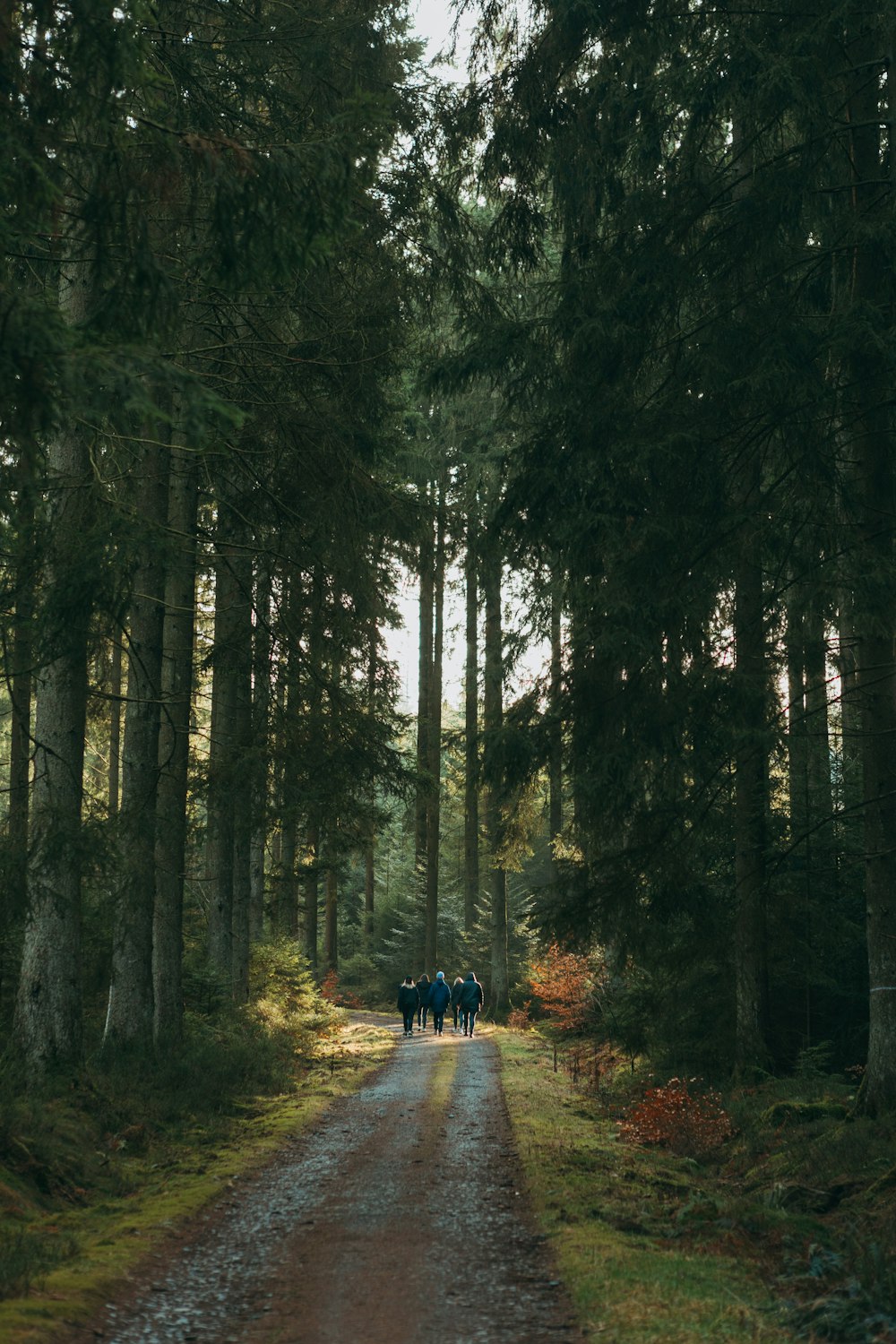 a group of people walking down a dirt road in the woods