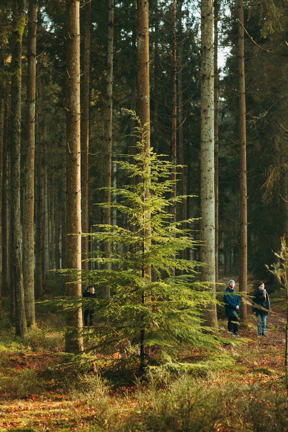 a couple of people walking through a forest