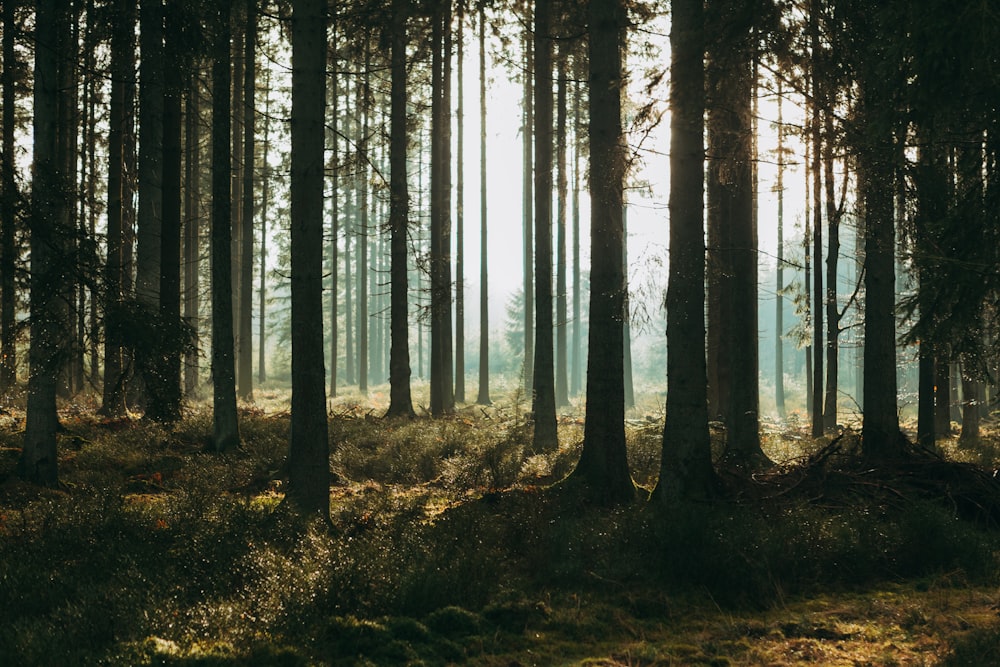 a forest filled with lots of tall trees