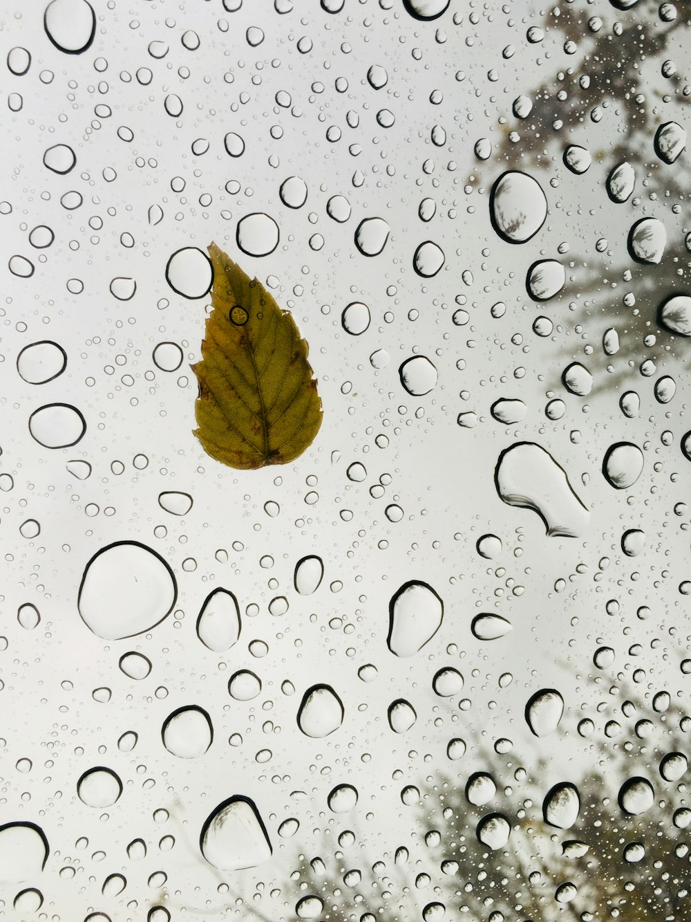 brown leaf on water droplets