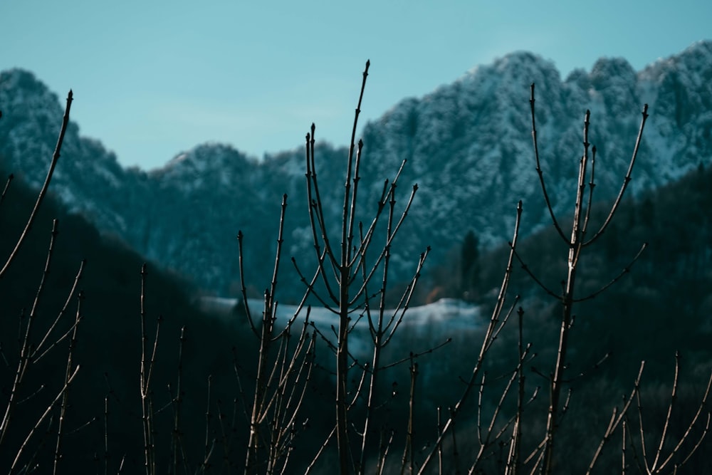 a view of a snowy mountain range with trees in the foreground