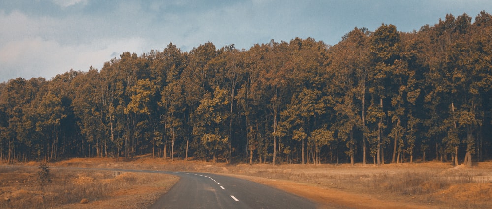 gray asphalt road between green trees during daytime