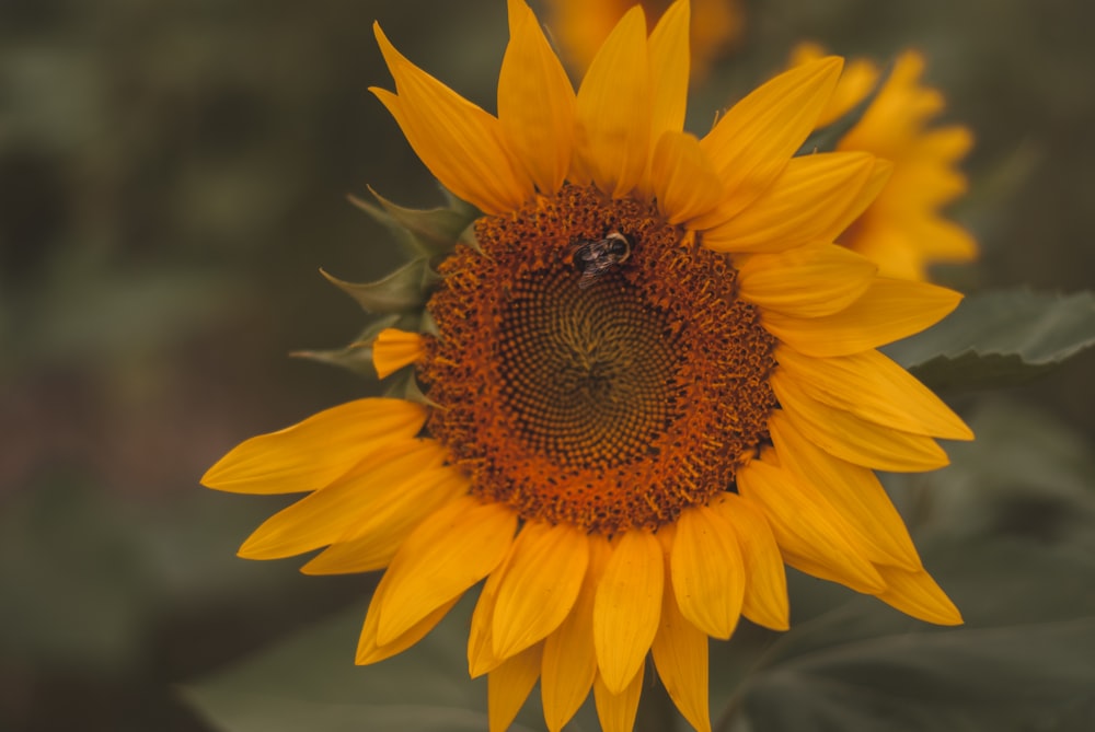 a large sunflower with a bee on it