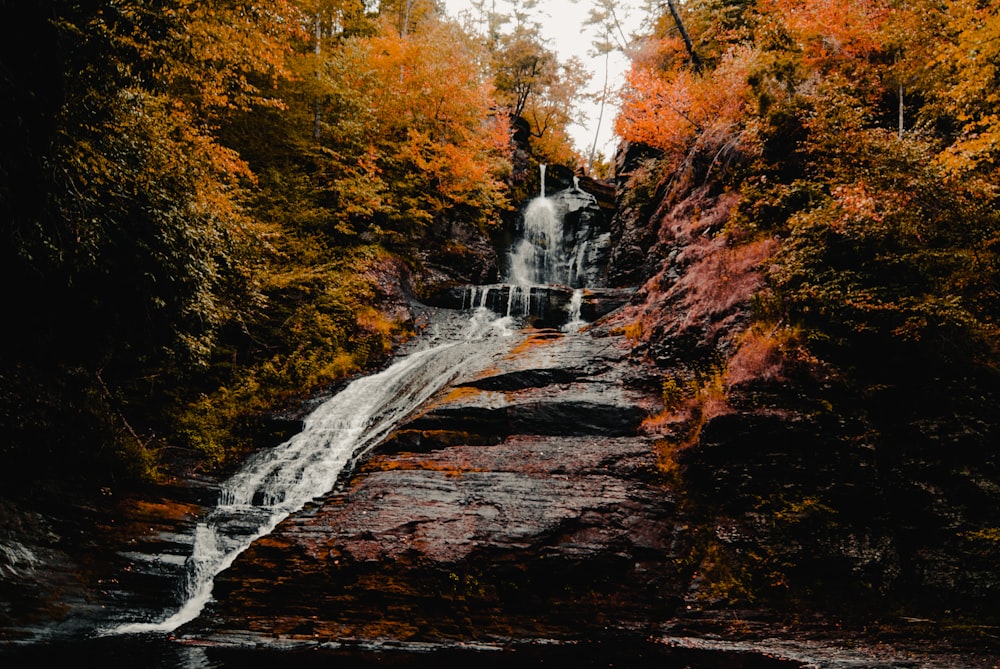 Una cascada en medio de un bosque