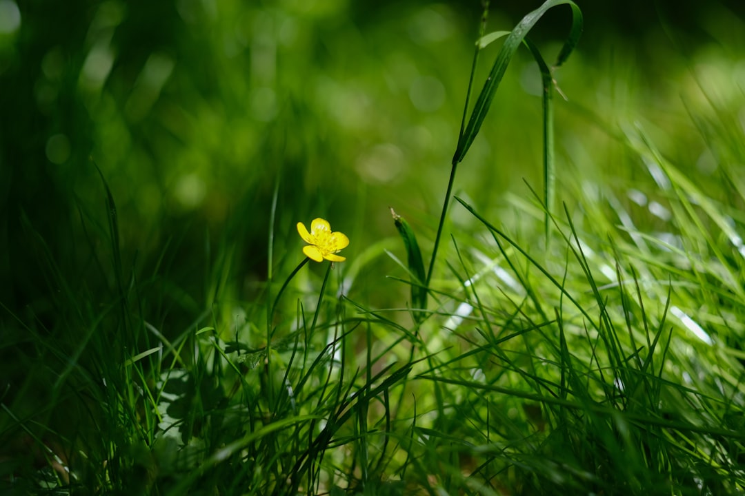 yellow flower on green grass