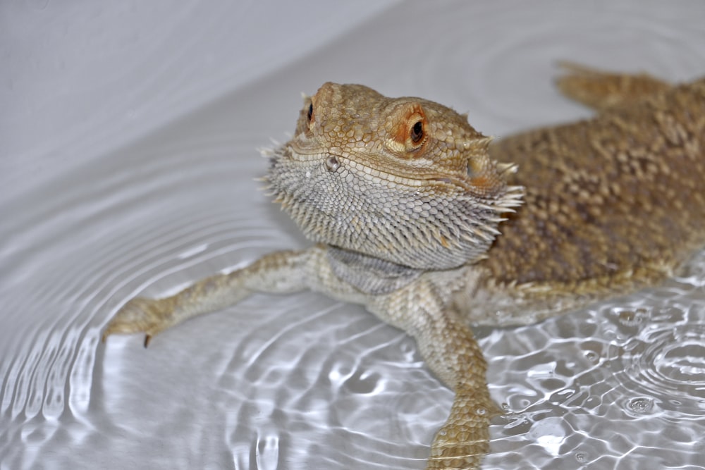 a close up of a lizard in a pool of water