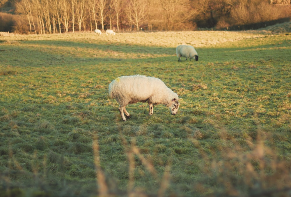 a couple of sheep grazing on a lush green field