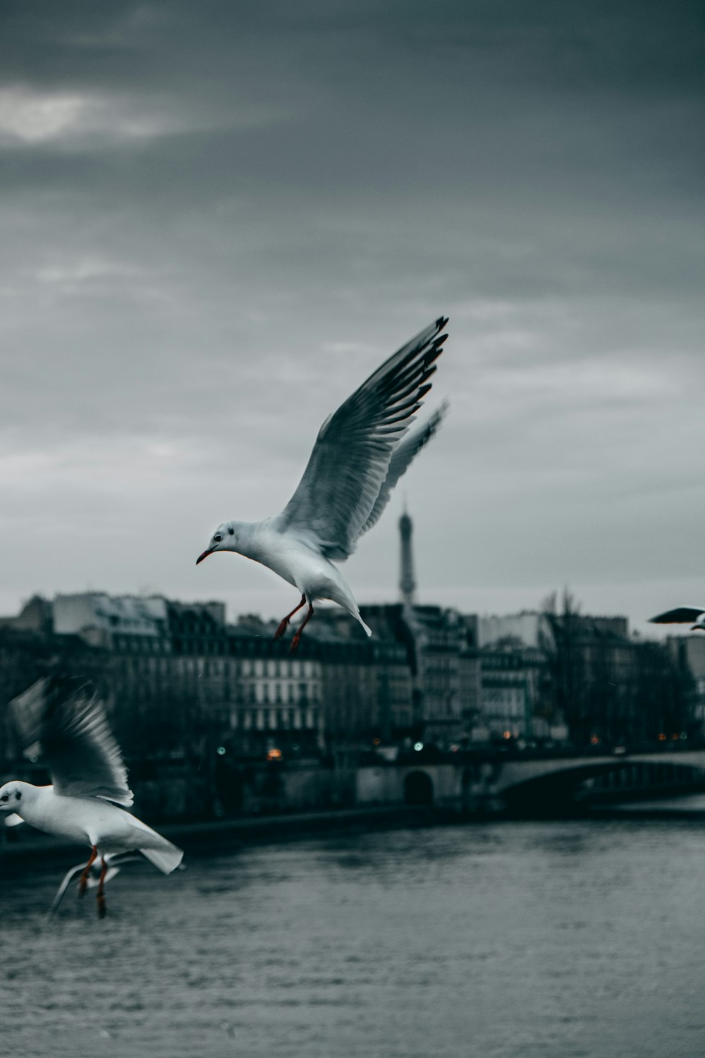 white bird flying over the sea