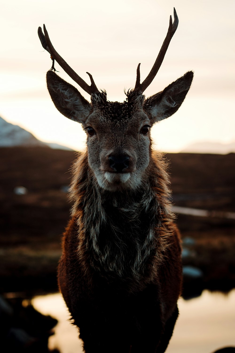 a close up of a deer with antlers on it's head