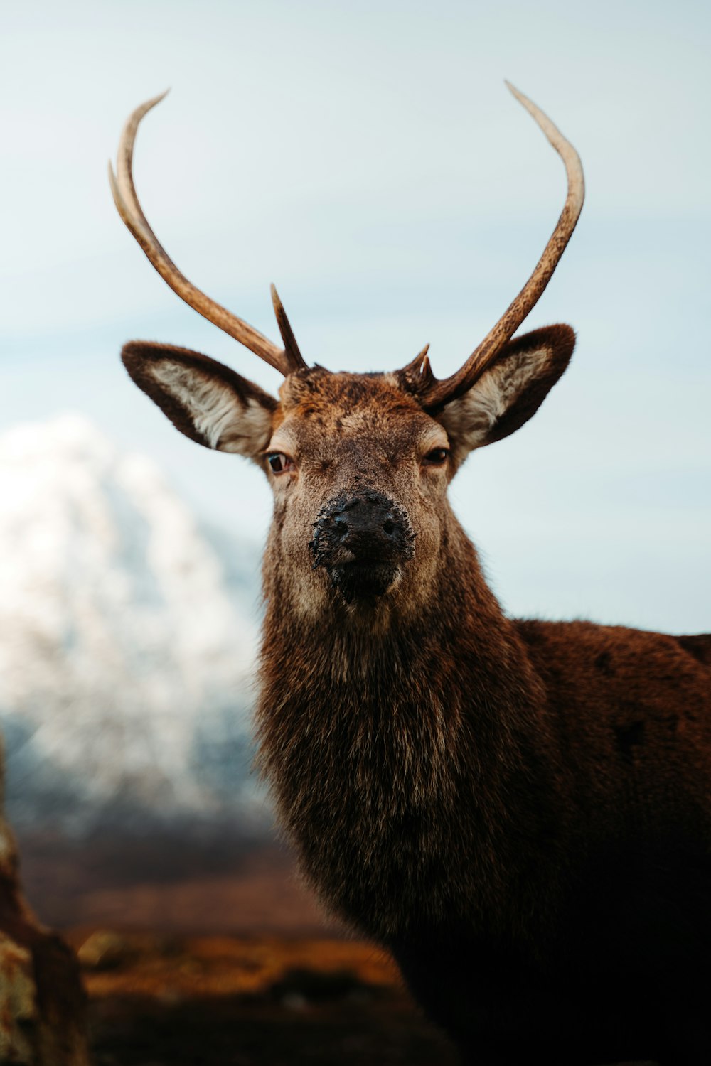 a close up of a deer with a mountain in the background
