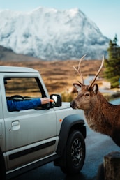 a deer is standing next to a truck