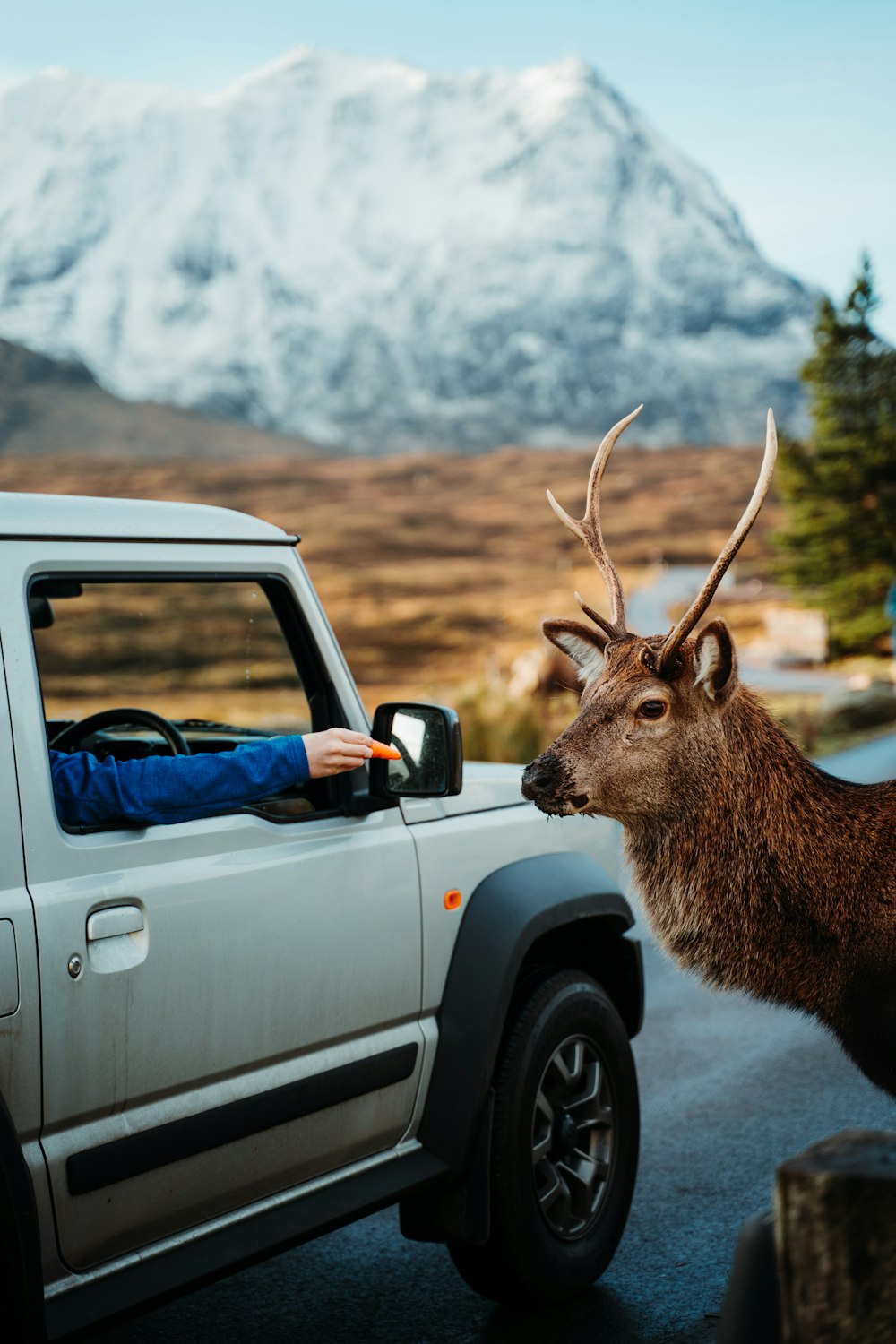 a deer is standing next to a truck