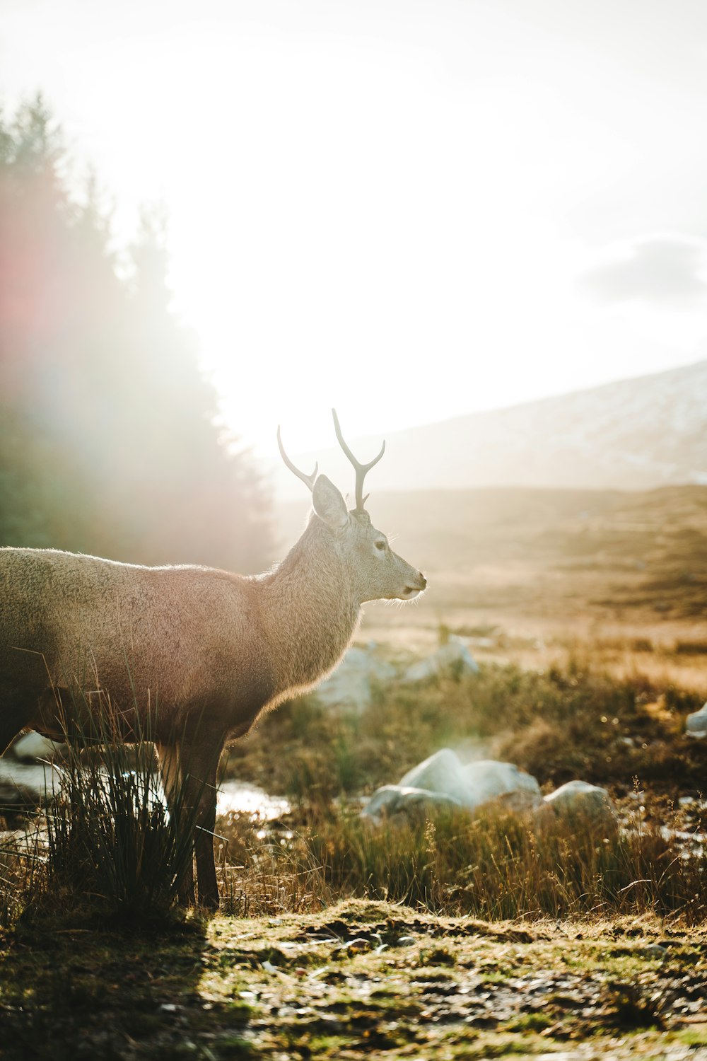 a deer standing in a field next to a forest