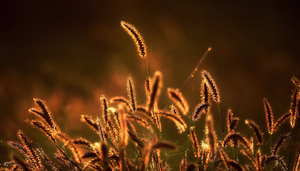 brown wheat in close up photography