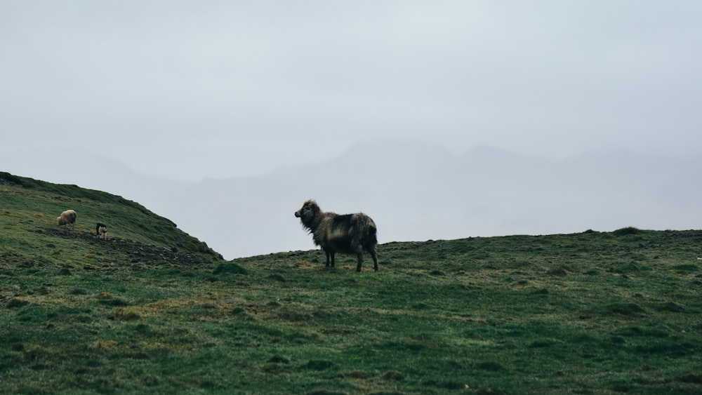 a sheep standing on top of a lush green hillside