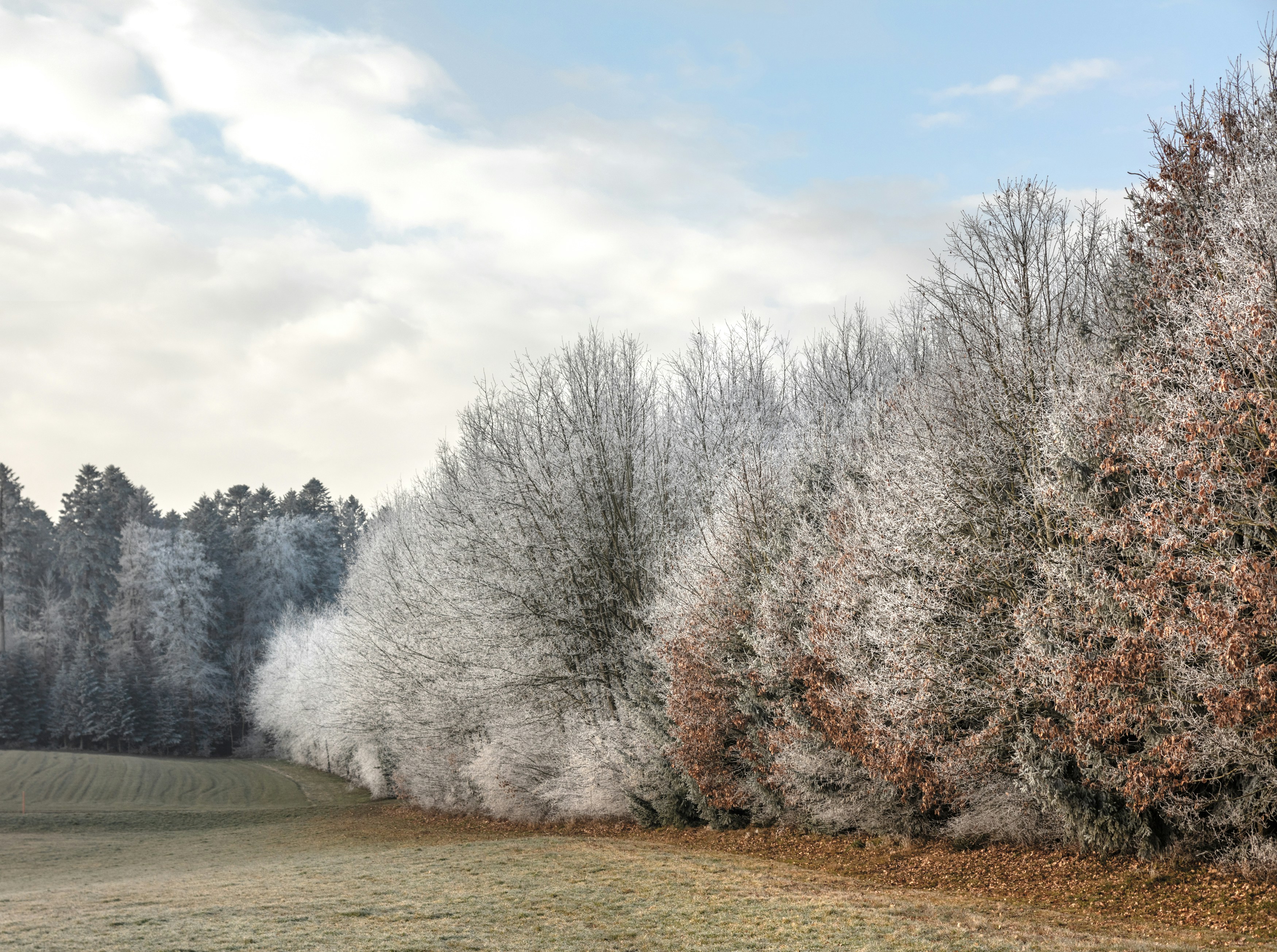 white trees on green grass field under white clouds during daytime