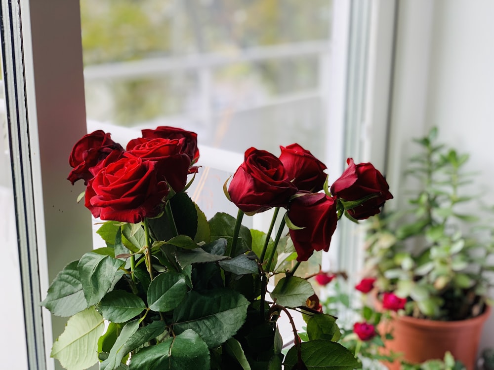 red rose in front of white framed glass window