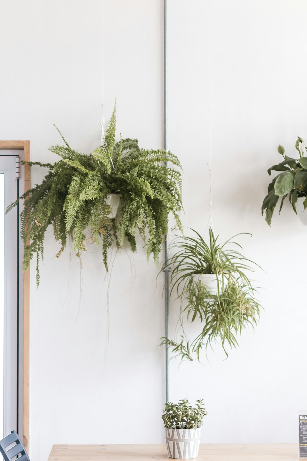 green plant on white wall