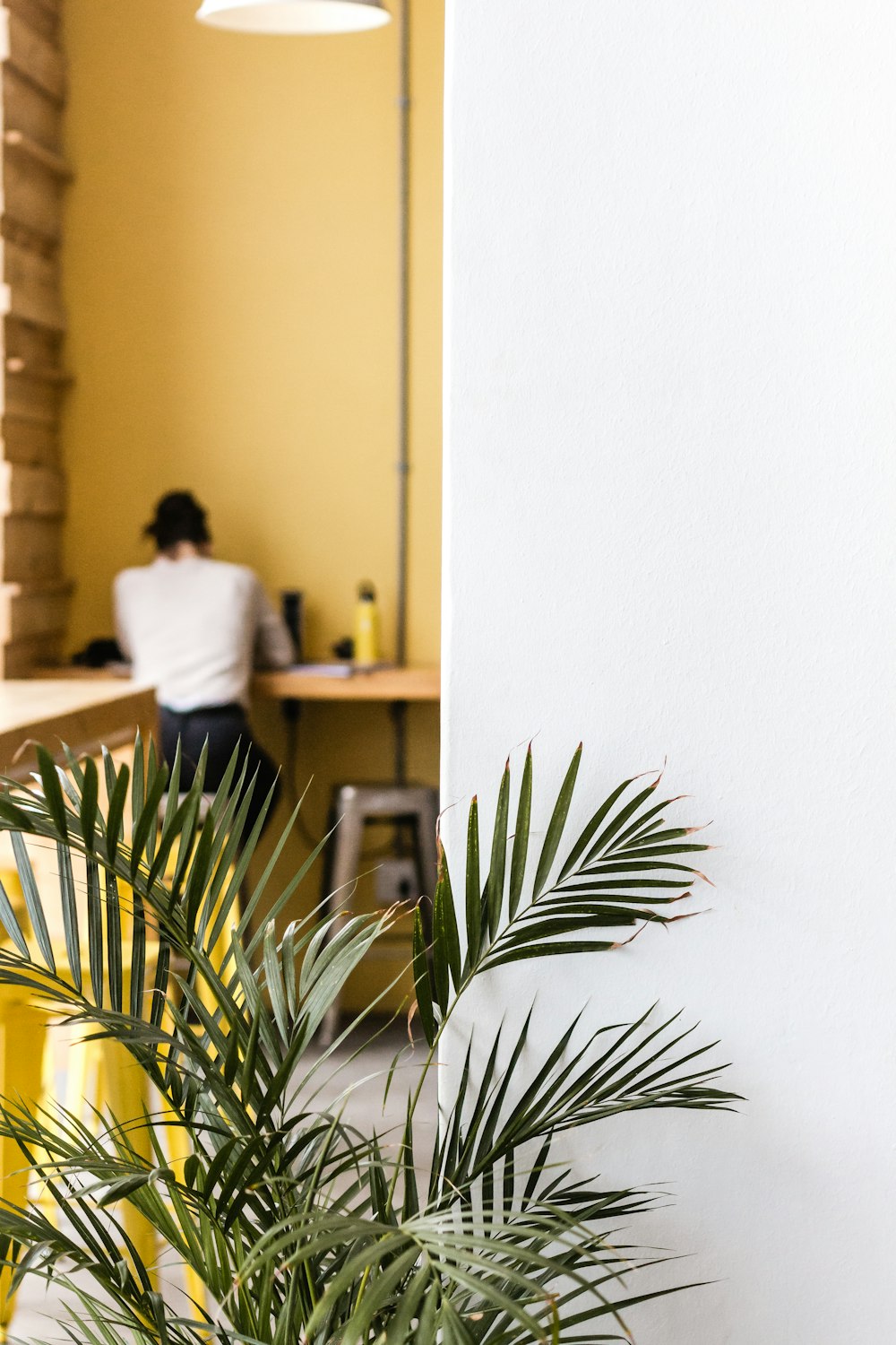 green plant in white pot on table