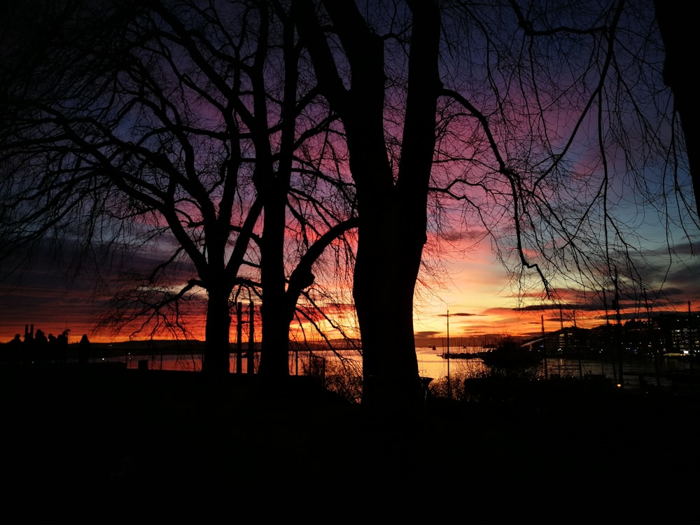 silhouette of trees during sunset