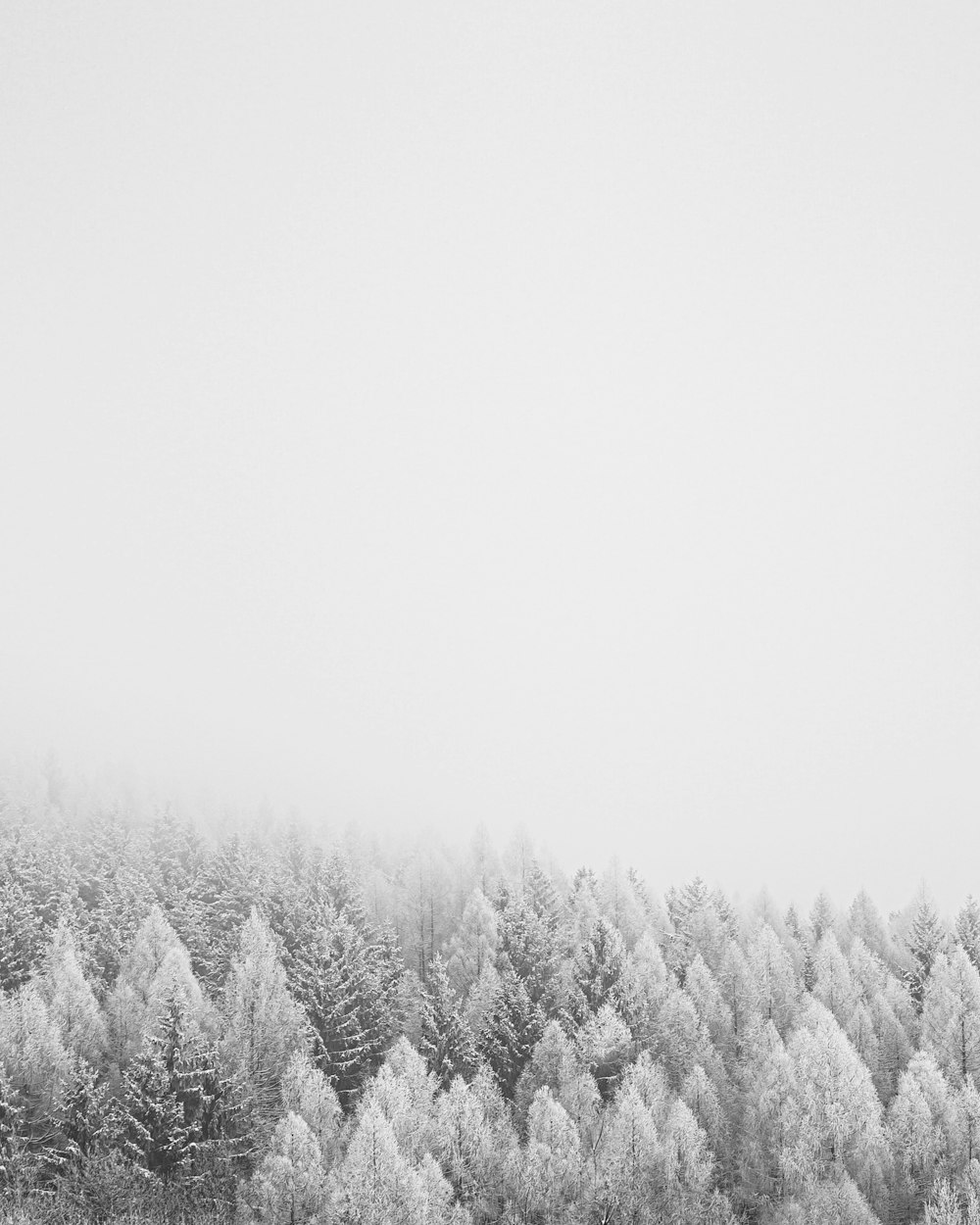 Árboles cubiertos de nieve durante el día