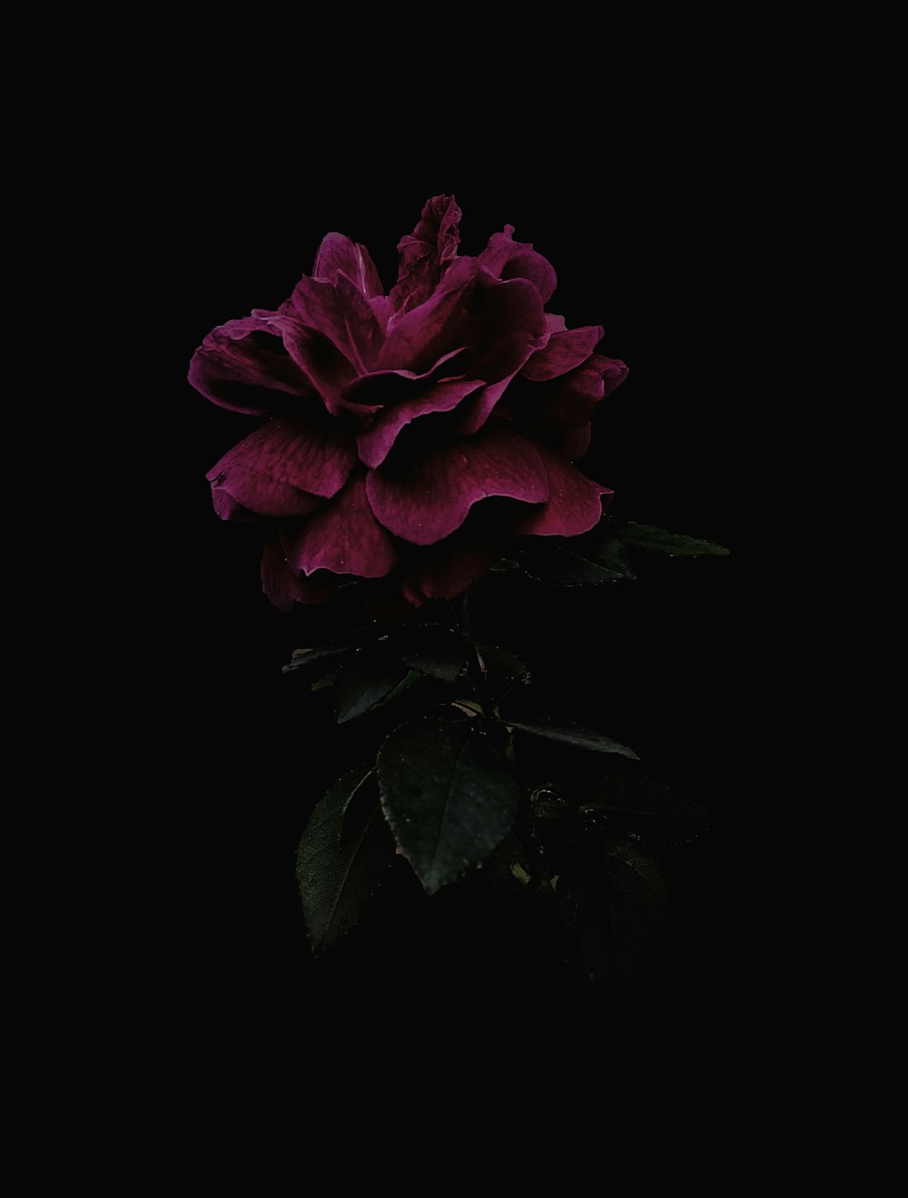 rosa rosa na foto de close up da flor