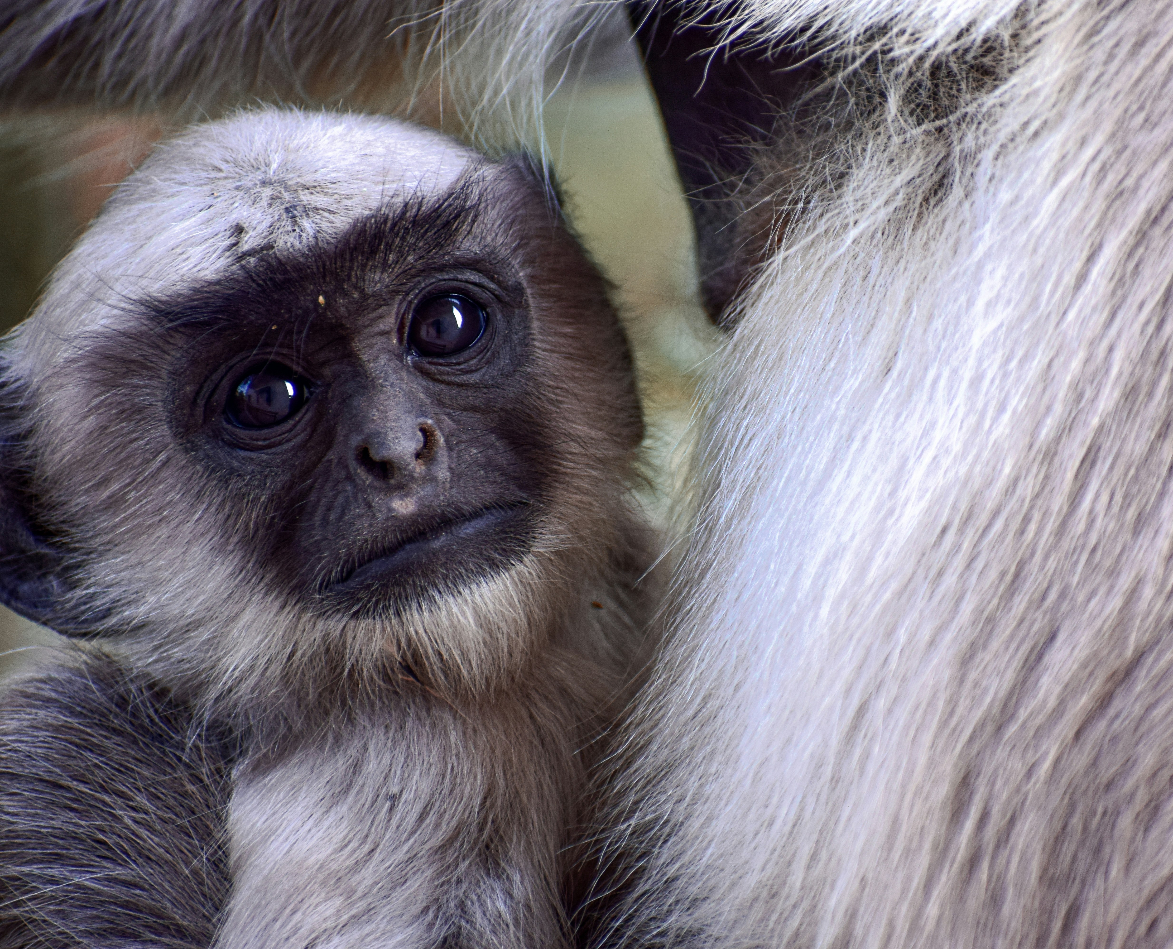 white and black monkey in close up photography