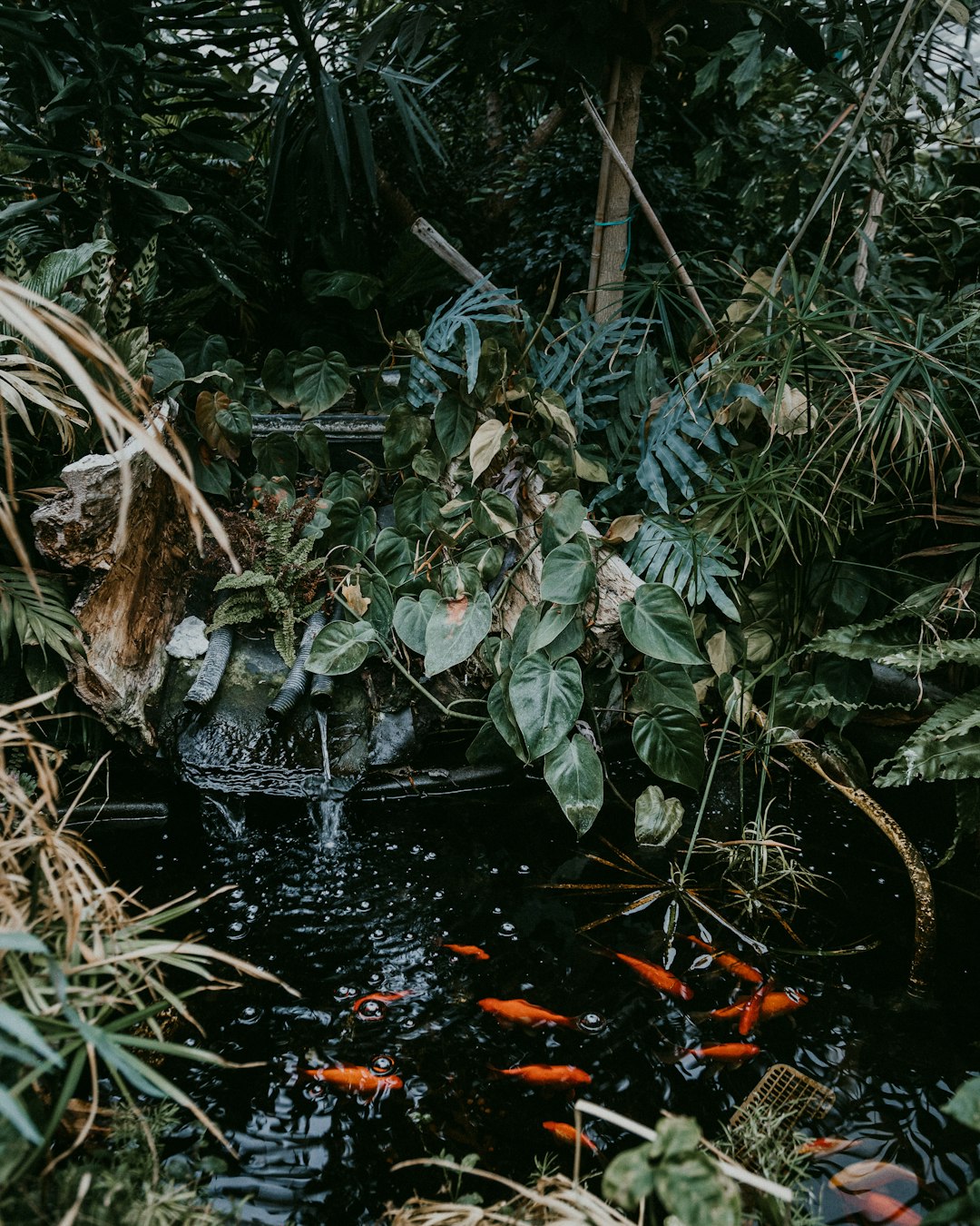 green and brown plant on water