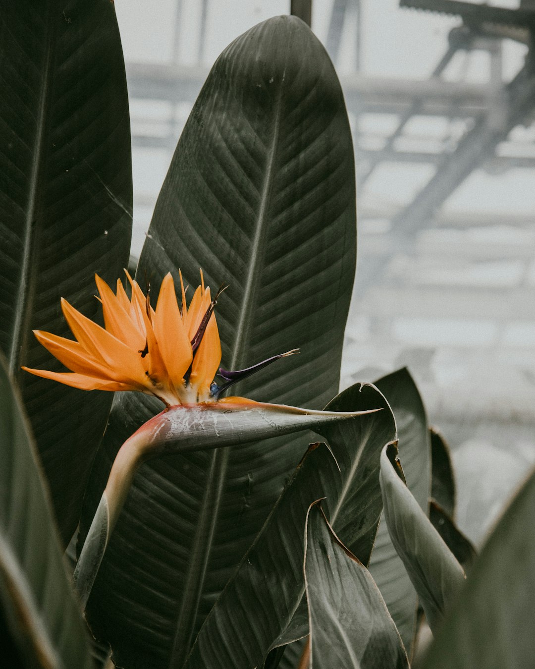 yellow and blue bird of paradise in bloom during daytime