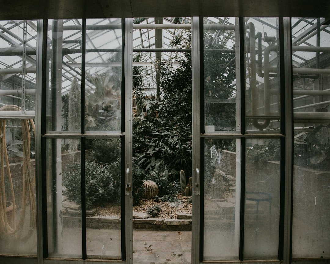 green potted plant beside white wooden framed glass window