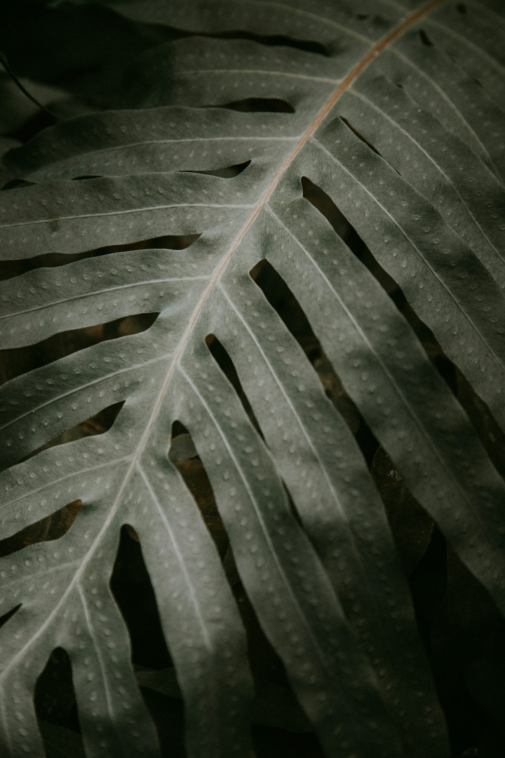 water droplets on green leaf