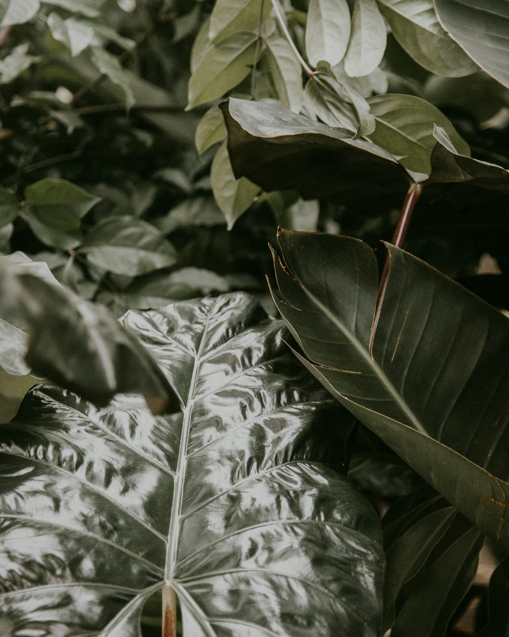 green leaves in close up photography