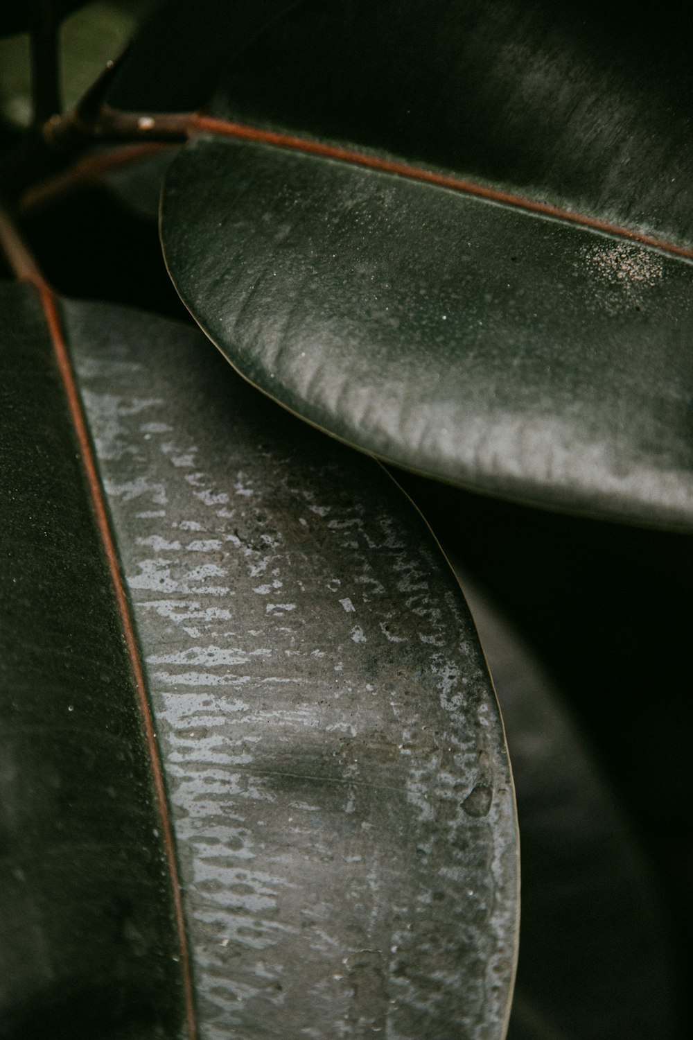 green and brown leaf plant