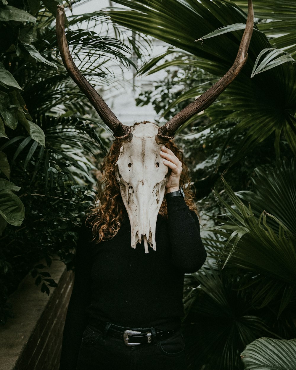 white and brown animal skull