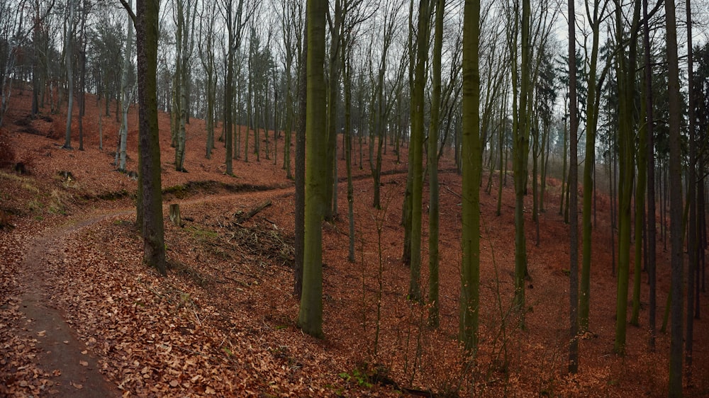 brown trees on brown dried leaves