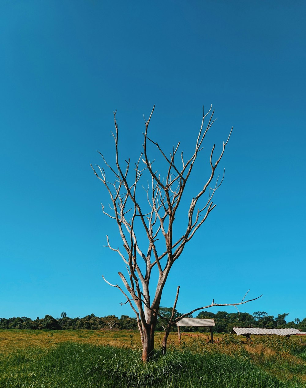 bare tree under blue sky during daytime