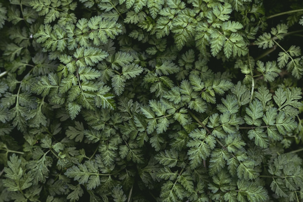 green leaves plant during daytime