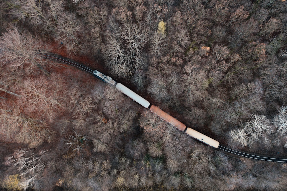 black and brown wooden stick on brown and green leaves