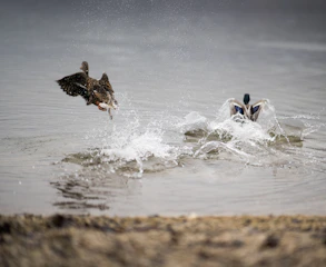 brown bird flying over water during daytime