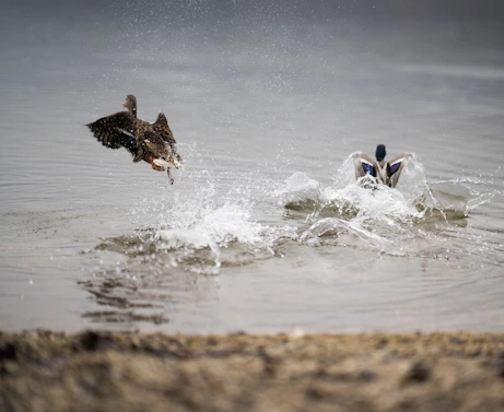 brown bird flying over water during daytime