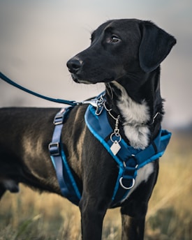 black short coat medium sized dog with blue and white scarf