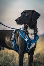 Perro con arnés azul listo para un paseo seguro y cómodo.