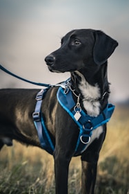 Perro con arnés azul listo para un paseo seguro y cómodo.