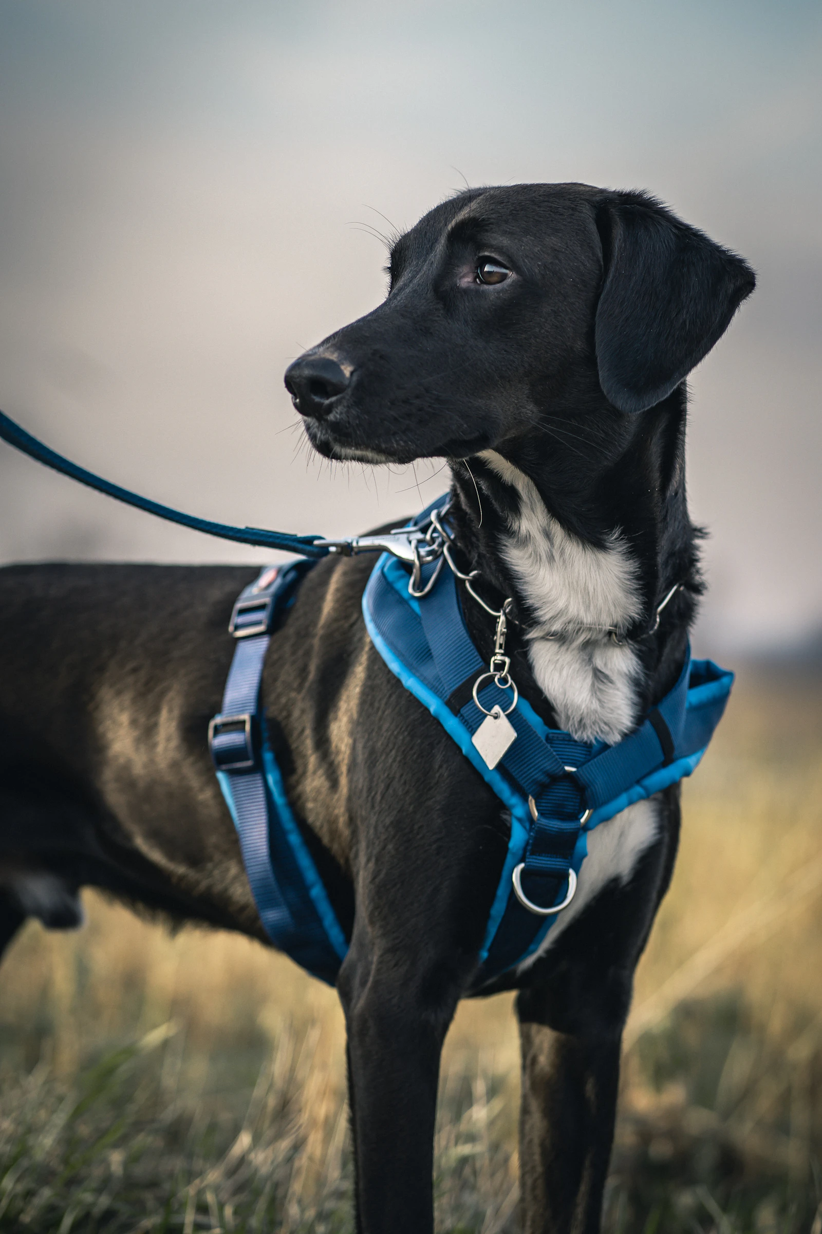 A medium dog wearing a working vest outdoors looking ready to head out with its handler