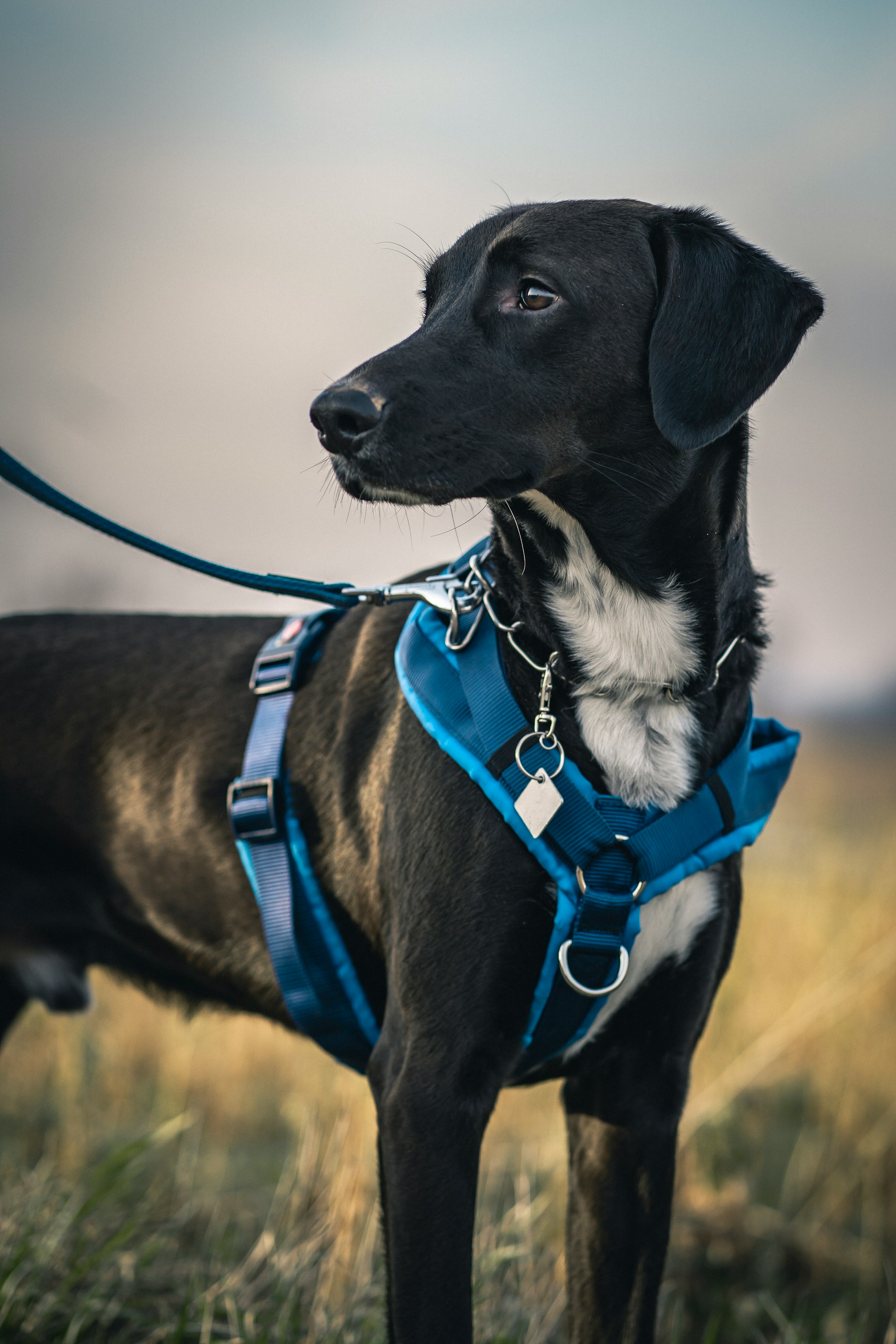 Is A Harness Or Collar Better For Large Dogs